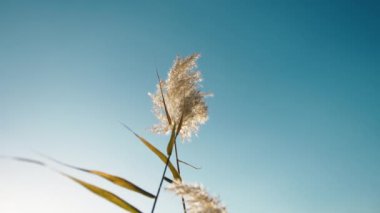 Western pampas grass swaying in the wind.