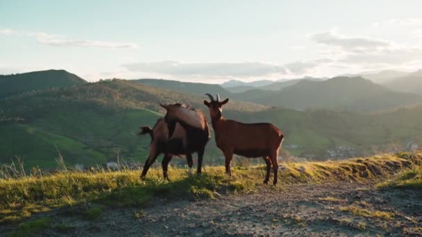 Goats Nature Sunset Light — Vídeo de Stock
