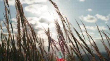 Western pampas grass swaying in the wind.