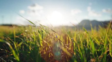 Grassland move in the gentle wind with the morning sun 
