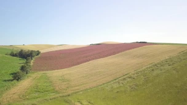 Aerial View Expanse Rolling Cultivated Hills — Vídeo de Stock