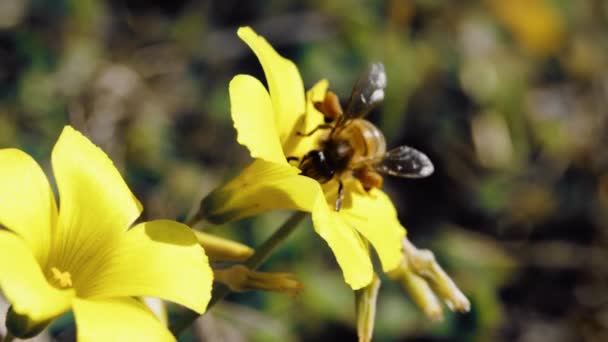 Macro Shot Bee Rests Yellow Flower — Vídeo de Stock