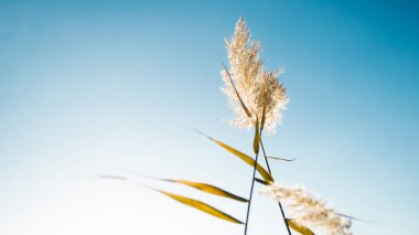 Western pampas grass swaying in the wind.