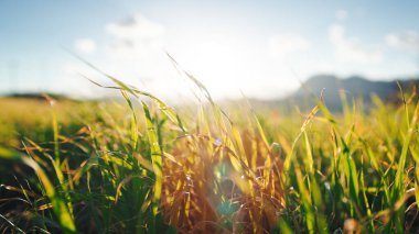 Grassland move in the gentle wind with the morning sun