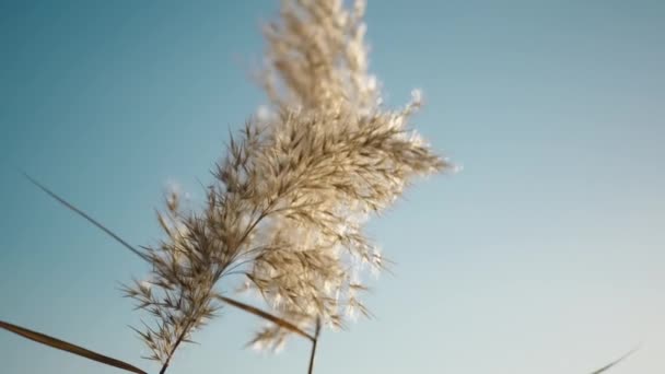 Western Pampas Grass Swaying Wind — Stockvideo