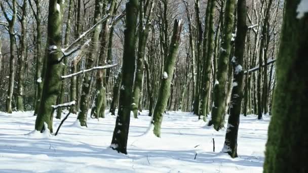 Berglandschaft Mit Verschneitem Wald — Stockvideo