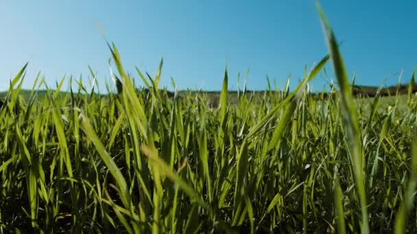 Grassland Move Gentle Wind Morning Sun — Vídeo de stock