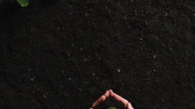 Dayanıklılık. Holding Plant Seedlings. Yaklaş. 