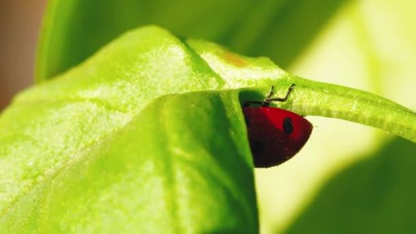 Ormandaki Yeşil Çimlerde Bir Uğur Böceğinin Yakın Çekim Vahşi Yaşamı — Stok video