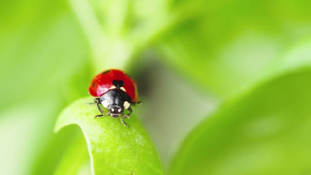 Close Wildlife Ladybug Green Grass Forest — Stock Video