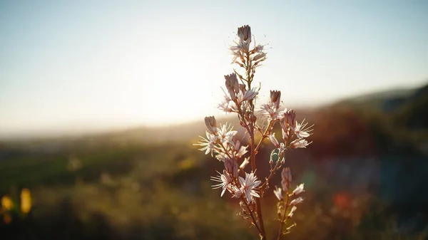 Bunga Negara Saat Matahari Terbenam Cahaya — Stok Foto