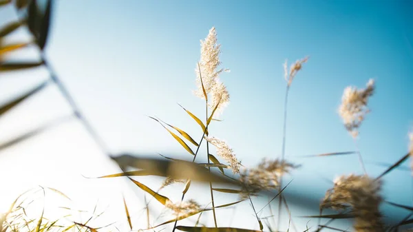 stock image Western pampas grass swaying in the wind.