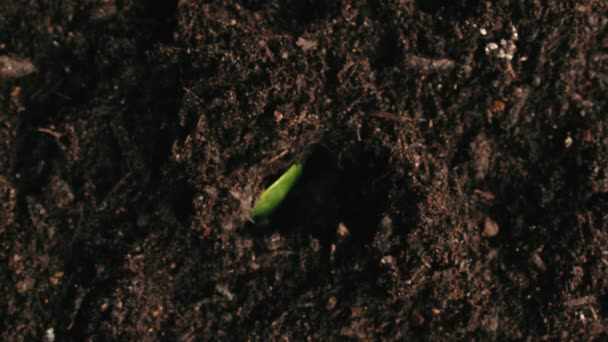 Close Plant Seedlings Keluar Dari Tanah — Stok Video