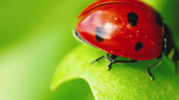 Close Wildlife Ladybug Green Grass Forest — Stock Video