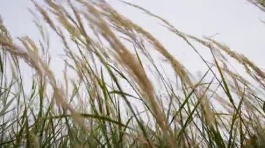 Western pampas grass swaying in the wind.