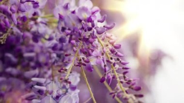 Wisteria çiçekleri yakın çekim