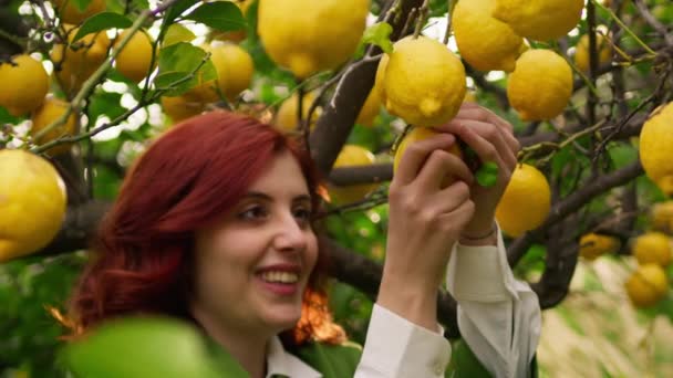Close Girl Peels Yellow Lemon Tree — Stock Video