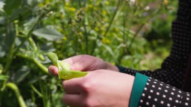 Köylü kız fasulye soyar..
