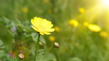 Sarı tarla çiçeğine yaklaş 