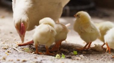 Civcivlerin yemini yakın.