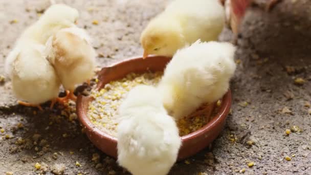 Csirkék Közelről Esznek Takarmányt — Stock videók