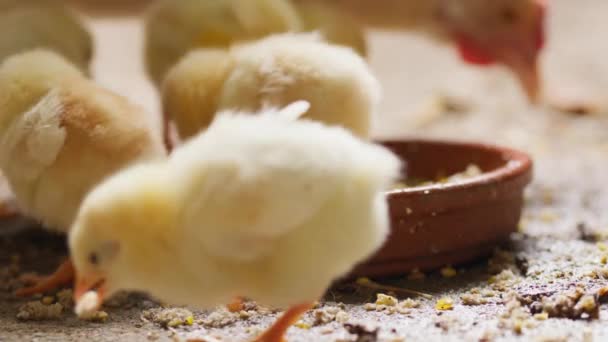 近距离的小鸡吃饲料 — 图库视频影像
