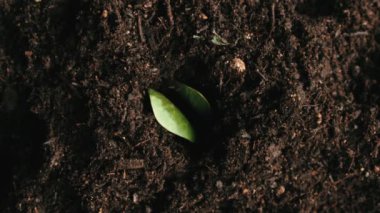 Bitki Tohumlarının Kapanması Topraktan çıkıyor