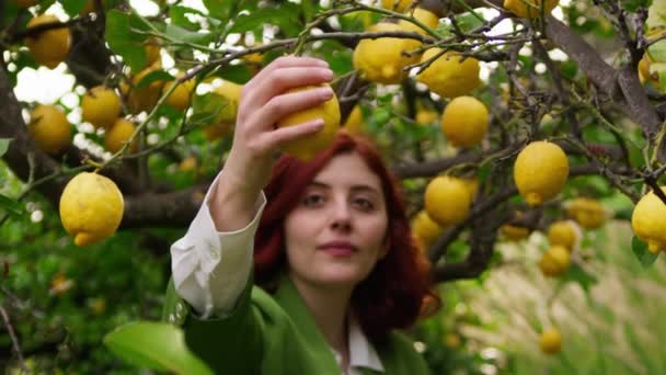 Girl Yaklaş Ağaçtan Sarı Limon Soyar — Stok video
