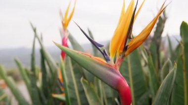 Sersemletici Portakal Çiçeğinin Kapanışı 