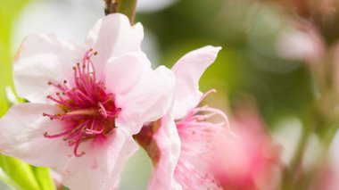 Pembe tarla çiçeğini kapat