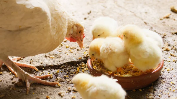 Csirkék Közelről Esznek Takarmányt — Stock Fotó
