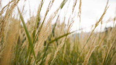 Western pampas grass swaying in the wind.