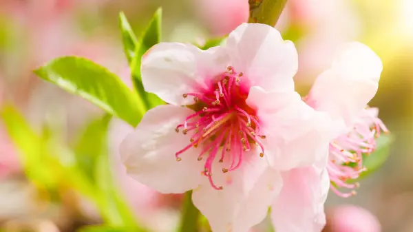 Nahaufnahme Der Rosafarbenen Feldblume — Stockfoto