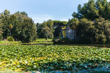 Yeşil su zambağı gölette yüzüyor.
