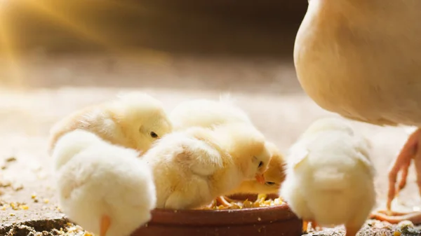 Närbild Kycklingar Äter Foder — Stockfoto