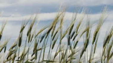 Rüzgarda uçuşan sarı mısır kulakları. 