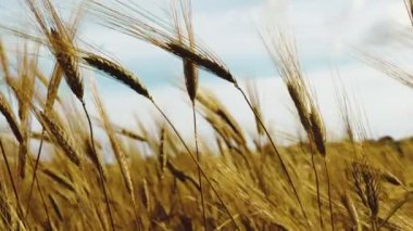 Rüzgarda uçuşan sarı mısır kulakları. 