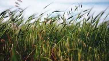 Rüzgarda savrulan yeşil buğday.
