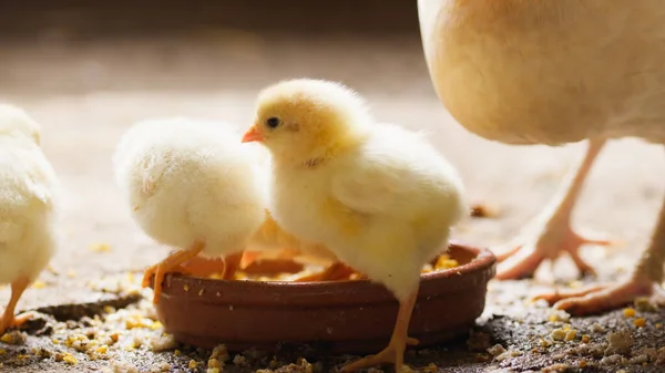 Csirkék Közelről Esznek Takarmányt — Stock Fotó