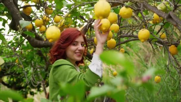 Chica Recoge Bergamotas Amarillas Cerca — Vídeos de Stock