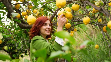 Bir kız ağaçtan sarı limon alır.