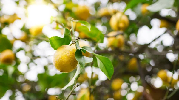 Sarı bergamot dalda.