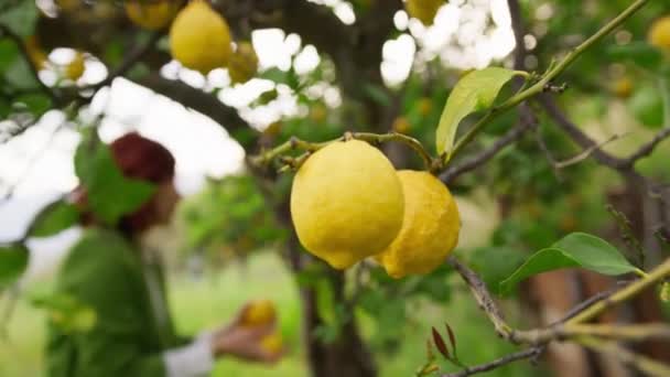 Primer Plano Limones Amarillos Colgando Rama — Vídeos de Stock