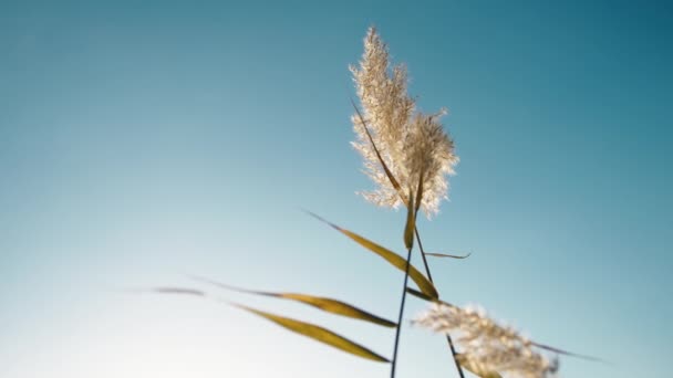 Western Pampas Grass Swaying Wind — Vídeos de Stock