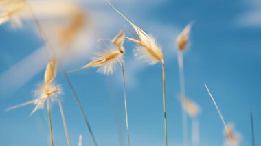Rüzgarla savrulan bitkiler mavi gökyüzünün altında.