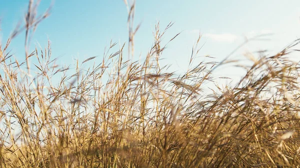 stock image Hay plants blown by the wind under a blue sky.