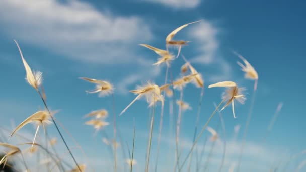 Φυτά Που Φυσούν Από Τον Άνεμο Κάτω Από Έναν Γαλάζιο — Αρχείο Βίντεο