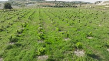 Zeytin yağı üretimi için zeytin ağaçları.