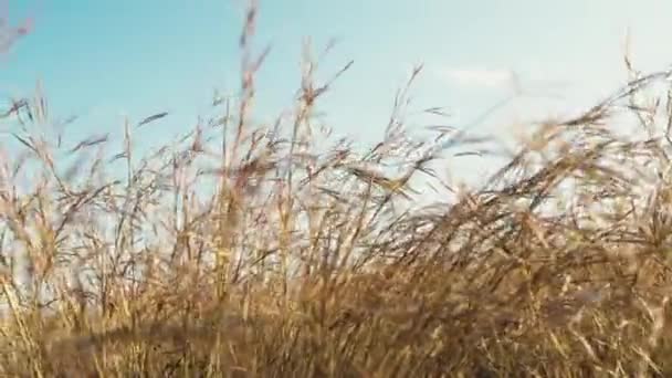 Vom Wind Verwehte Heupflanzen Unter Blauem Himmel — Stockvideo