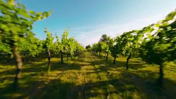 Vue Aérienne Vignoble Vert — Video